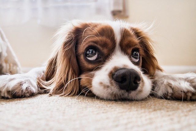 VLM