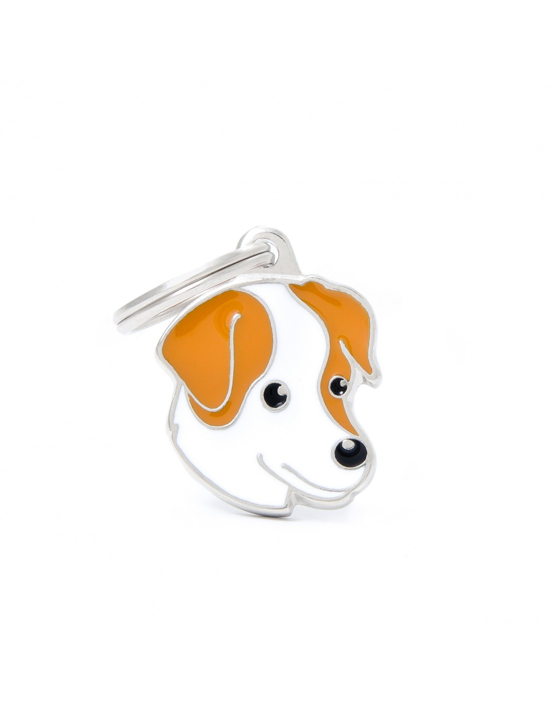 Tricolour Jack Russel