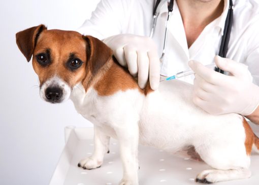 Agenda Vacunación PERROS - 2a. dosis Vanguard 5L4